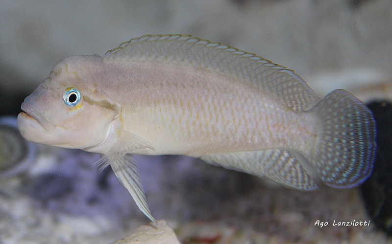 Telmatochromis cf. temporalis burgeoni